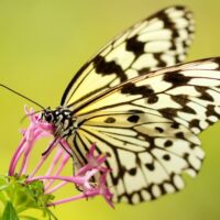 Black and yellow butterfly