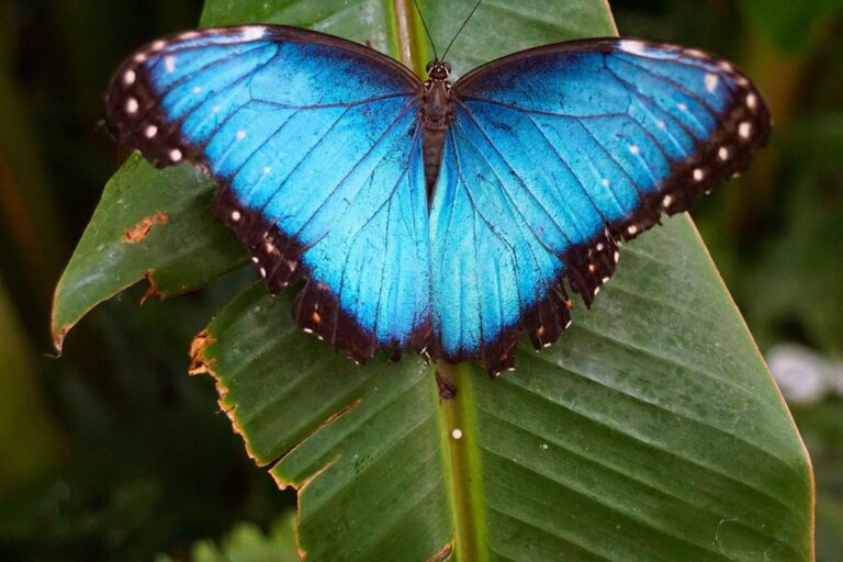 Blue butterfly Rhetenor Blue Morpho Dorsal side