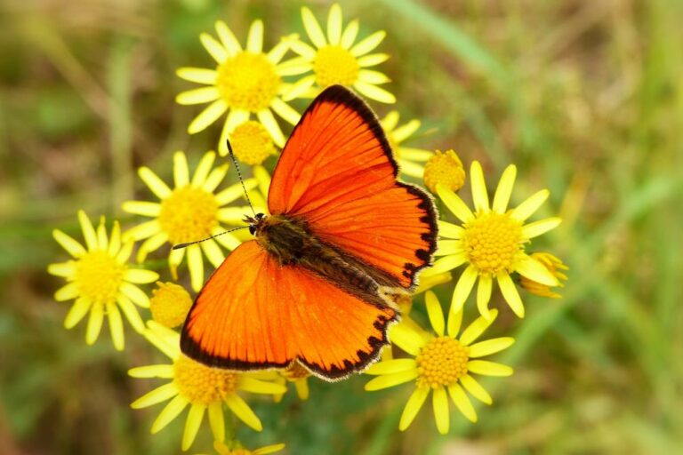 Orange butterfly